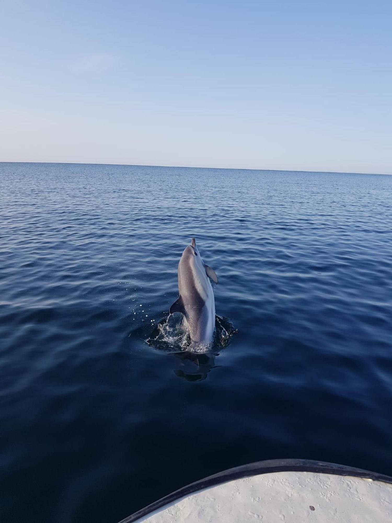 Hausvikstranda Lyngdal Dış mekan fotoğraf